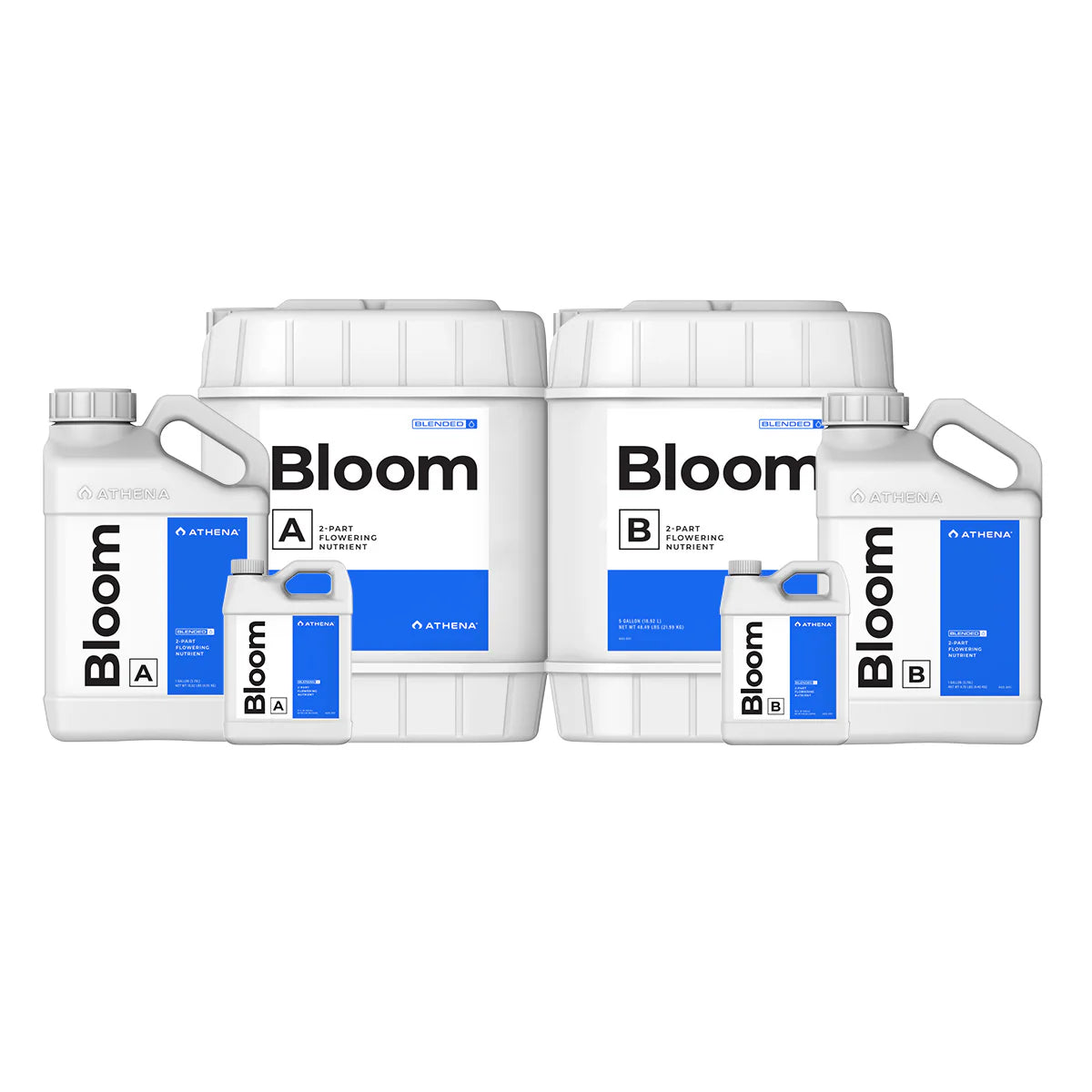 Athena Bloom (Blended)