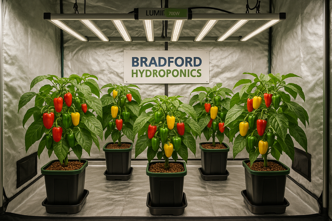 How to Set Up the Perfect Grow Room