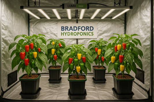 How to Set Up the Perfect Grow Room